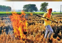 प्रदूषण फैलाने में 36 फीसदी हिस्सेदारी पराली की
