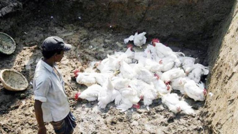 कोरोना की मार के बीच कई राज्यों में पक्षियों की अचानक मौतों से दहशत