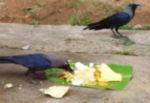 पितर हो गए तृप्त बताने काग नहीं आया