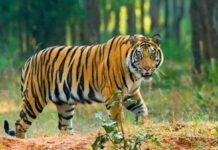 उत्तराखंड में मनुष्यों और बाघों के बीच संघर्ष चरम पर