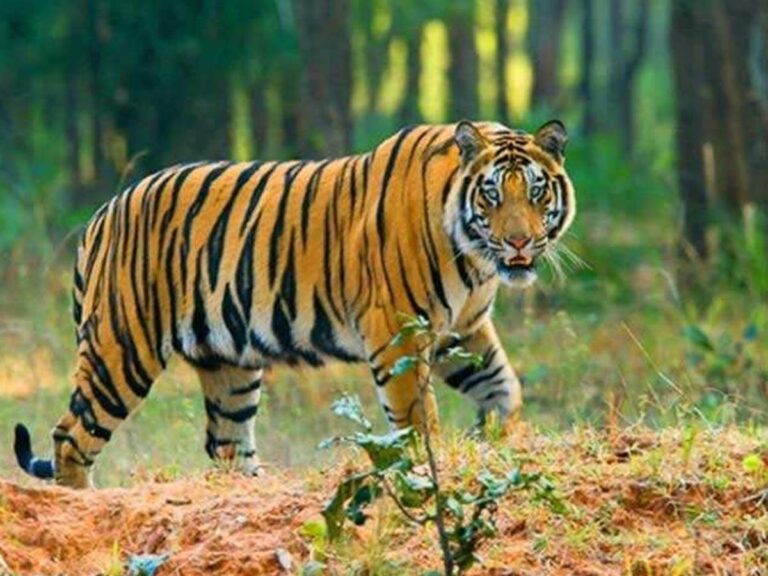 उत्तराखंड में मनुष्यों और बाघों के बीच संघर्ष चरम पर 