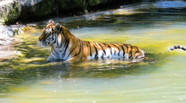 प्रकृति की सुंदरता और ऐतिहासिक तथ्यों से रूबरू होने आएं बिहार के वाल्मीकीनगर