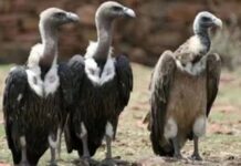 भारत में विलुप्त होने की कगार पर गिद्ध, हर महीने एक लाख की हो रही मौत