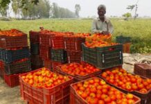 टमाटर किसानों को राहत, परिवहन का खर्च उठाएगी सरकार