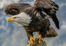 कोरोना काल का गरुड़ पुराण